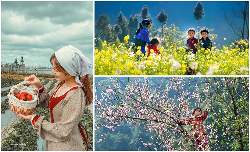 Các mùa hoa Mộc Châu